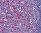 FLOT2 / Flotillin 2 Antibody (C-Terminus)